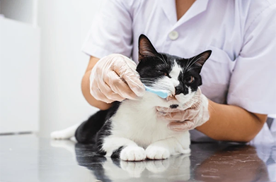 Gingivitis in Cats: Signs, Causes & Treatment