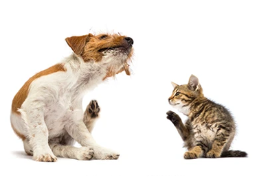 Best Foods for Dogs with Allergies