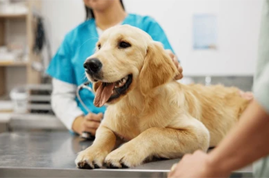 How Often Do You Take a Dog to the Vet?
