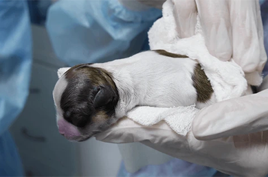 C-Sections for Dogs