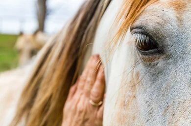 Caring for the Senior Horse