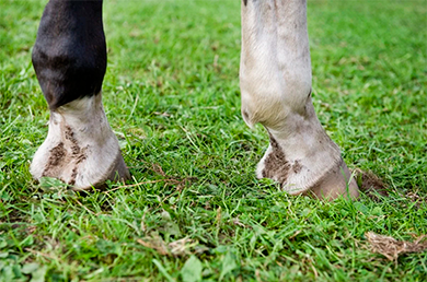 Finding the Itch – Common Equine Dermatologic Conditions