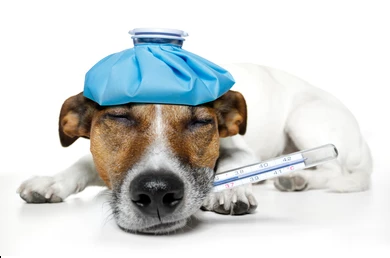 The Most Common Dog Illnesses: Symptoms and Treatment