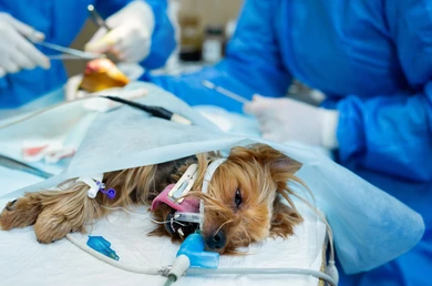 Orthopedic Surgery in Dogs
